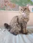 Мъжки котарак за Разплод, снимка 4