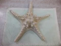 Звезда морска - 6, снимка 1