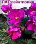 Saintpaulia Сейнтполия Сентполия African Violet Aфриканска теменужка стайна теменужка Фiалка цветя, снимка 18