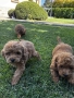 Мини пудели / Mini Poodles, снимка 11