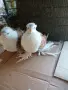 продавам чифт къдрави, снимка 3