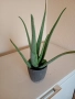 Лечебно алое вера , снимка 2