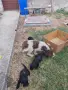 Лагото женско за разплод , снимка 2