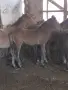Елитни кончета Български тежковози , снимка 1