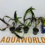 "ПРОМОЦИЯ" Криптокорина – Cryptocoryne undulata "Broad Leaf", снимка 2
