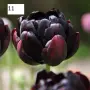 Луковици на лалета    , снимка 6