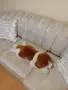 ПЛЮШЕНА ИГРАЧКА КУЧЕНЦЕ, снимка 11