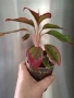 Аглаонема 'Крит'/ aglaonema Crete, снимка 2