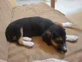 Подарявам уникален сладур, снимка 4