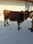 Продава се юница Жарсе, снимка 1