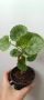 Pelargonium Mallorca , снимка 2