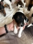 JACK RUSSELL TERRIER-250ЛВ ЗА КУТРЕ 0810250609, снимка 5
