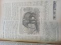 Списание Природа,1896г,печати, снимка 10