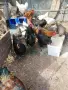 продавам кокошки и петли, снимка 3