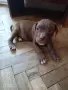 ПРОДАВАМ ЕЛИТНИ ПИТБУЛИ !!!, снимка 4