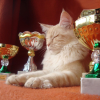 Мейн куун котенца от лицензиран развъдник, снимка 5 - Мейн кун - 15085290