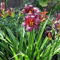 Хамерокалис (Дневна лилия), снимка 5 - Градински цветя и растения - 37211431