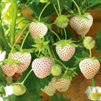 200 семена от плод бяла ягода органични плодови бели ягодови семена от вкусни ягоди отлични плодове , снимка 18 - Сортови семена и луковици - 37706682
