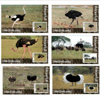 Чисти блокове Фауна Птици Щрауси 2020 от Тонго, снимка 1 - Филателия - 37606487