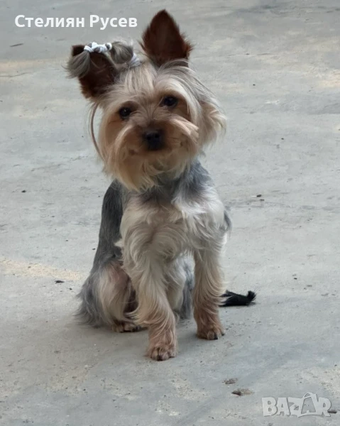 мъжко йорки йоркширски териер цен , снимка 1