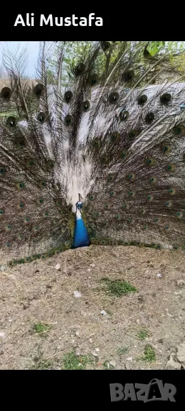 ПАУНИ АРЛЕКИН , снимка 1