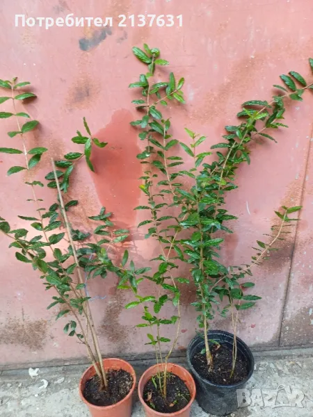 СТУДОУСТОЙЧИВ НАР в САКСИЯ сорт  Wonderful , снимка 1