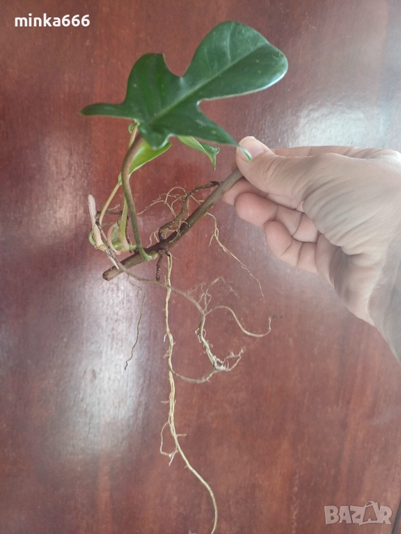 Филодендрон Флорида с корени, снимка 1