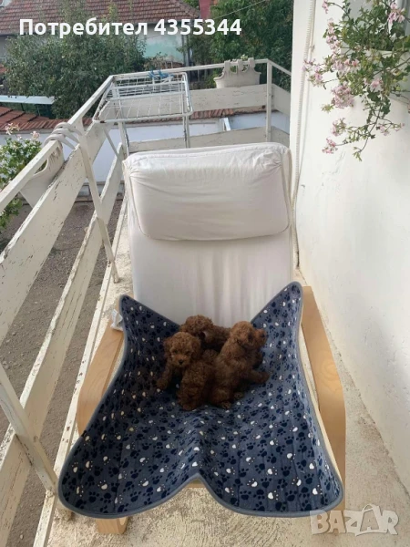 мини пудели , снимка 1