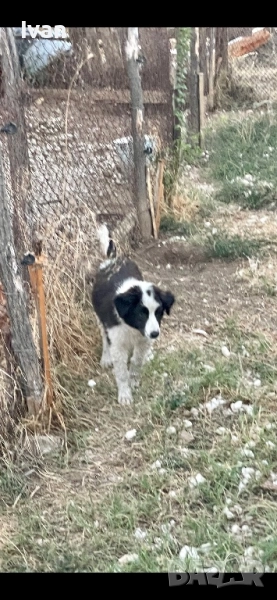 Женска Каракачанка, снимка 1