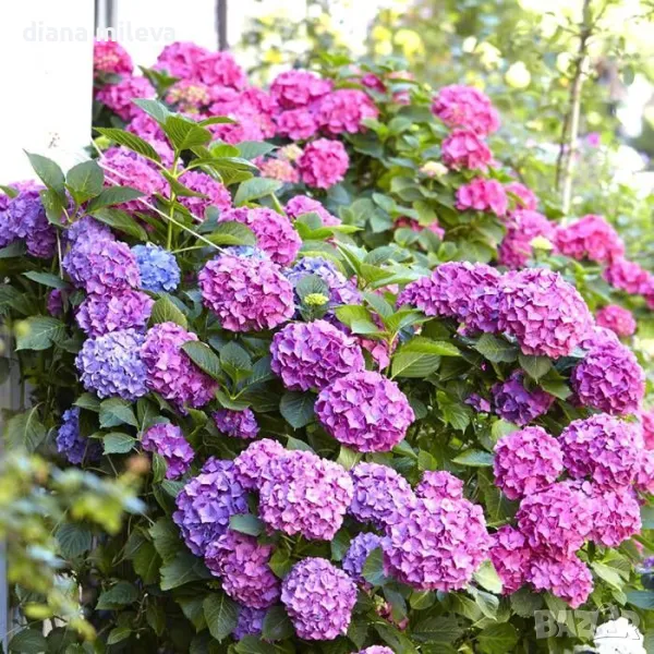 Хортензия Розов Букет за сянка, Hydrangea macr. Bouquet Rose , снимка 1