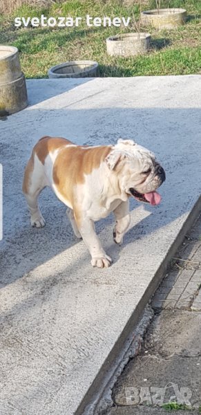 Английски булдог за разплод, снимка 1