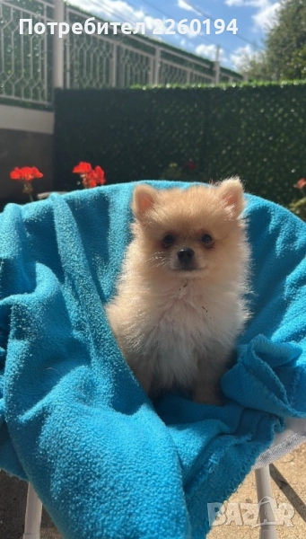 Померан Померанче , снимка 1