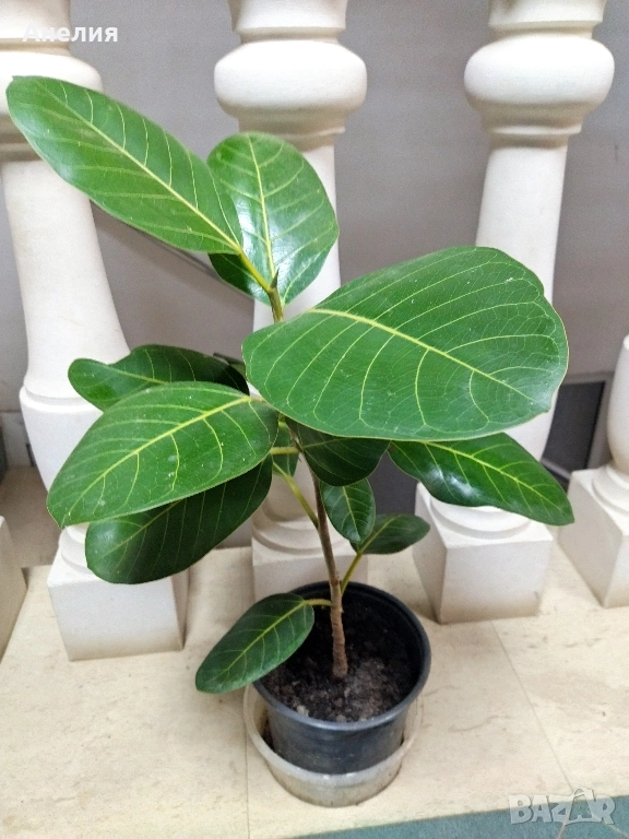 Фикус Ficus benghalensis , снимка 1
