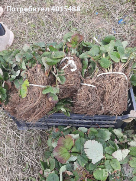 Prodavam korencheta celogodishni qgodi 2 sorta Murano i Malga , снимка 1