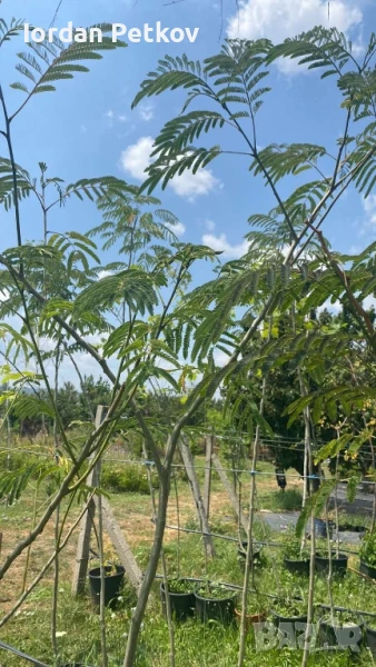 Албиция, снимка 1