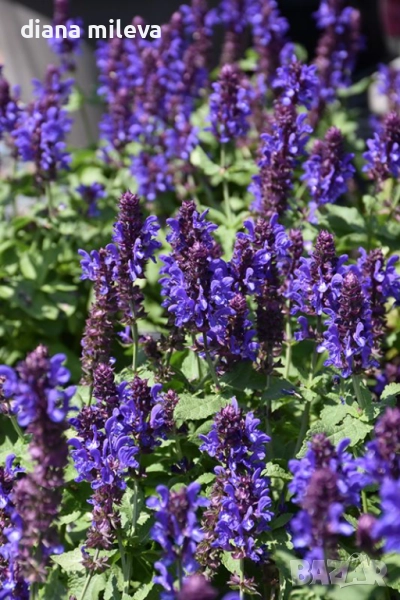 Салвия „Blue Marvel“, Градински чай, многогодишна, снимка 1