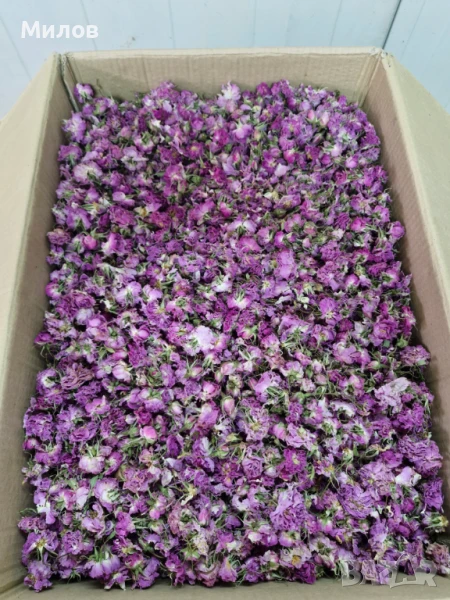 Сушен Розов Цвят от Маслодайна роза Дамасцена, снимка 1