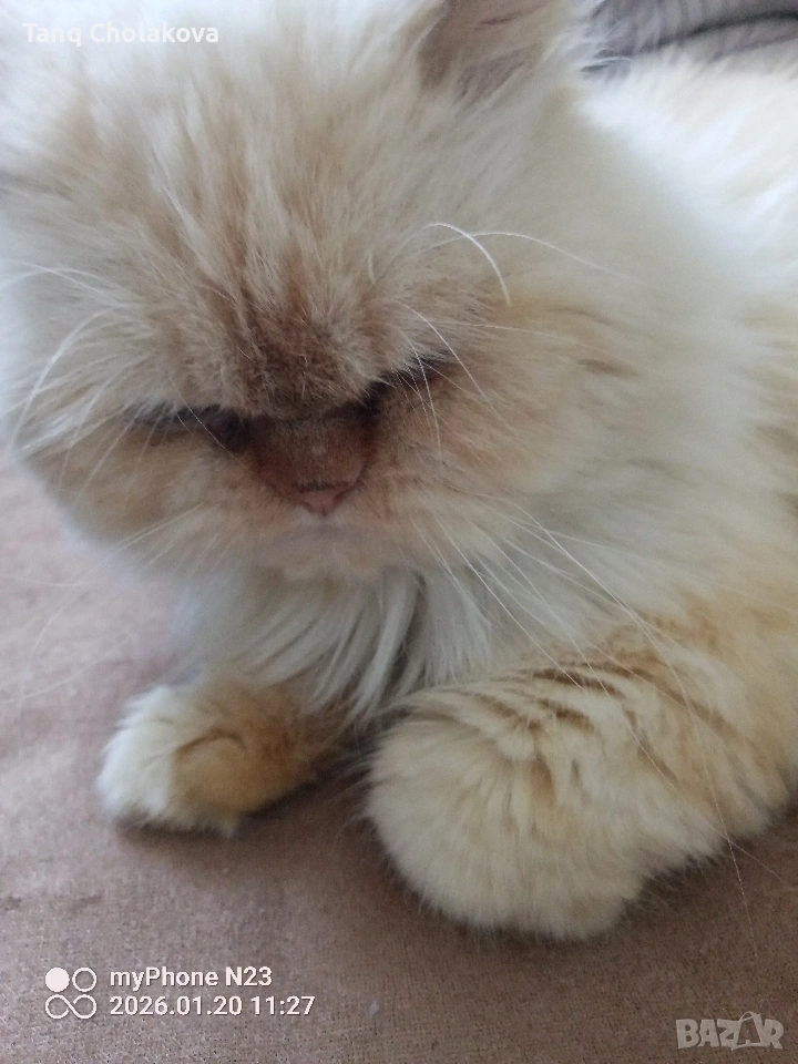 Уникален персиец търси дама за създаване на поколение , снимка 1