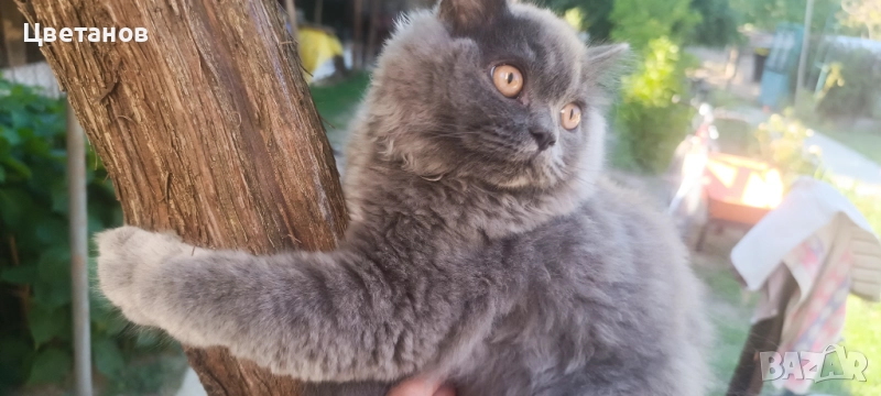 Британска дългокосместа , снимка 1