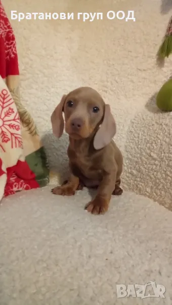 Мини Дакел , снимка 1