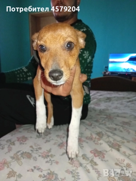Продава се мъжки пинчер на 4 месеца , снимка 1
