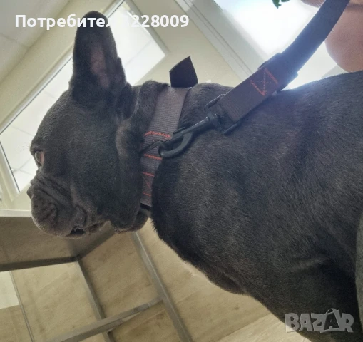 Френски булдог , снимка 3 - Френски булдог - 51185993