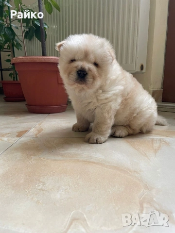 чау чау, снимка 3 - Чау Чау - 53899553