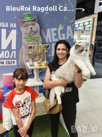 Рагдол/Регдол. Bleuroi Ragdol Cattery, снимка 13 - Други - 47397736