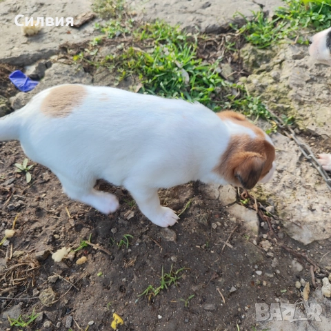 Джак Ръсел , снимка 7 - Джак ръсел териер - 52775745