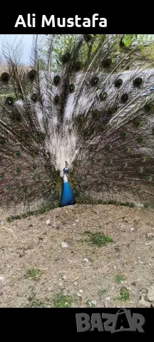 ПАУНИ АРЛЕКИН 