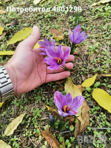 Шафран Био произход , снимка 2 - Други стоки за дома - 54241402