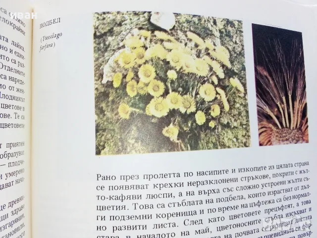 Атлас по Ботаника - Сл.Петров,Е.Паламарев - 1994г.  , снимка 5 - Наука, техника и компютри - 42277632