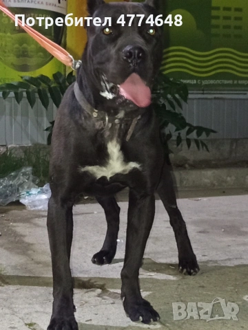 Продавам Кане Корсо чистокръвни САС ваксина, снимка 10 - Кане корсо - 54051351