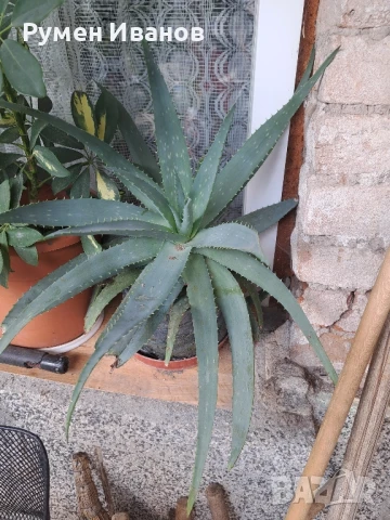 Алое в саксия 